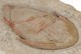 Huge, Kierarges Trilobites - Fezouata Formation #206469-2